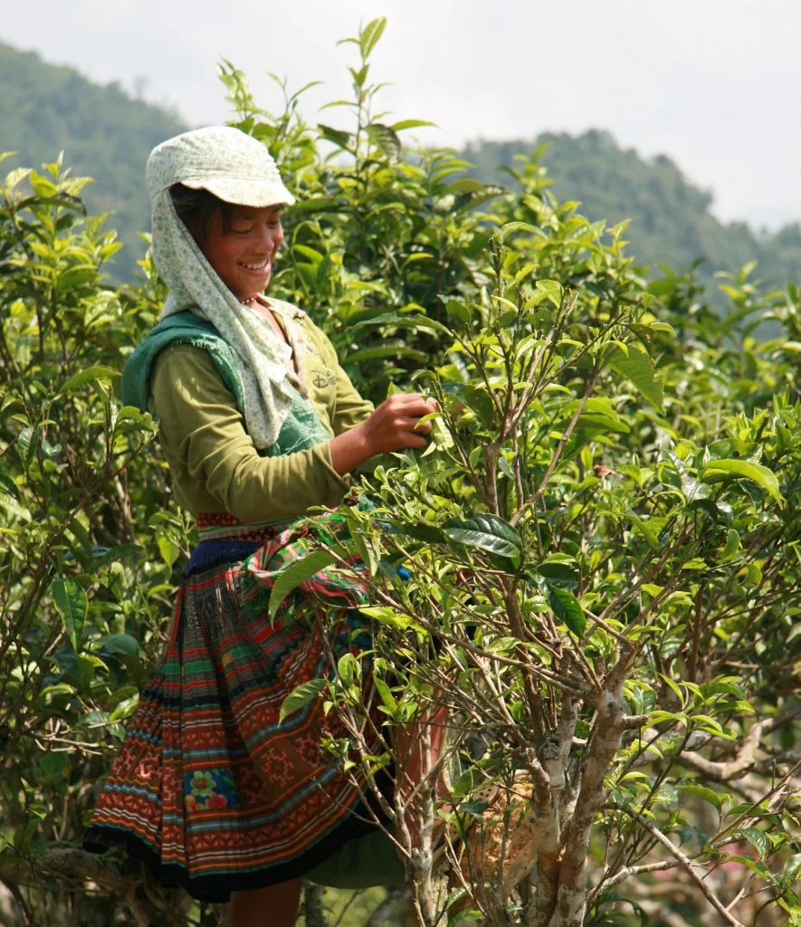 vrouw die thee plukt
